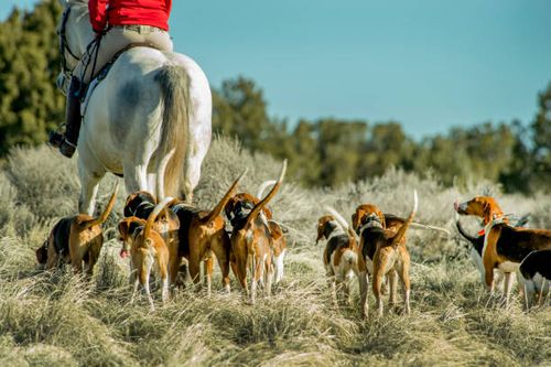 Hounds and Horses Pack of Foxhounds accompanied by horses. foxhound stock pictures, royalty-free photos & images