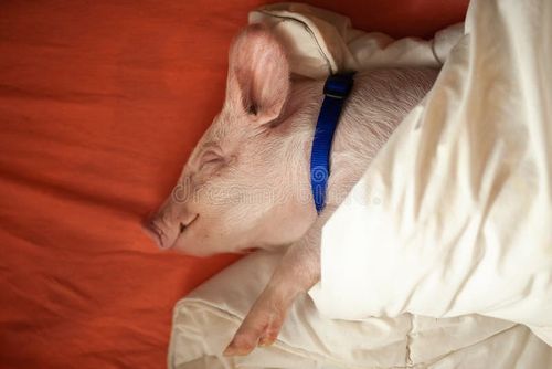 Cute pig sleeping in the bed, sweet dreams, happy smiling pink pig. Pig sleeping stock images, royalty-free photos and pictures