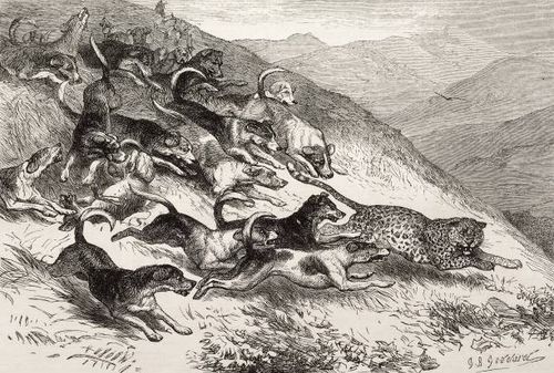 Leopard hunt with foxhounds at Udagamandalam, India, illustration from the magazine The Illustrated London News, volume LV, October 9, 1869.