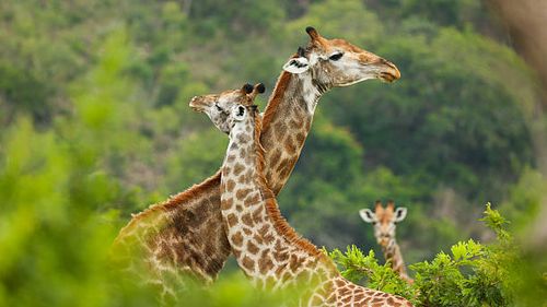 Giraffe
