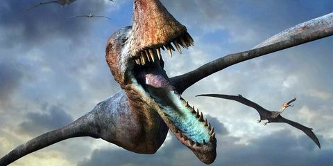 Coloborhynchus