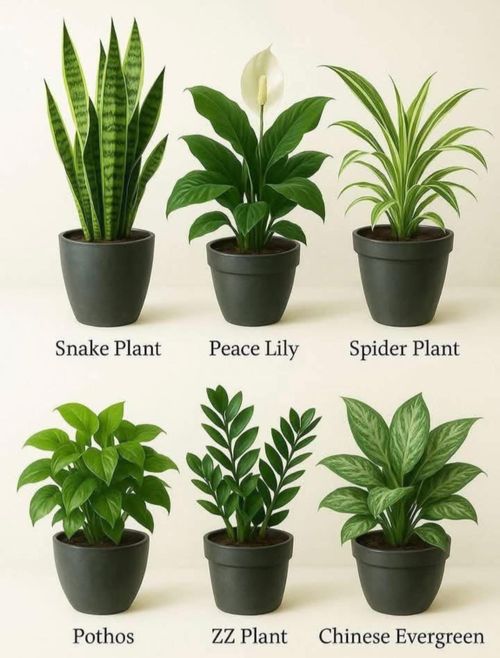 different types of house plants in pots with names on each planter and the same type