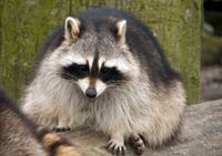 Canine distemper confirmed in local raccoons after surge in sick animals - East Idaho News