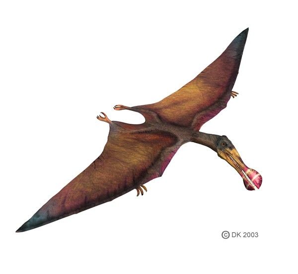 Criorhynchus