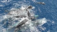 Scientists filmed a sperm whale giving birth and watched females from another family line help bring the calf into the world — then repeatedly lift the newborn to the surface and support it there while it was still too weak and uncoordinated to swim prope