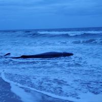 Juvenile sperm whale euthanized on beach in OBX | WAVY.com