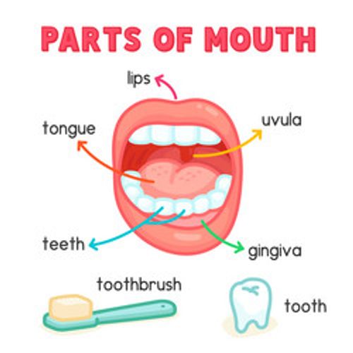 parts of mouth diagram chart in science subject vector