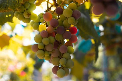 Mango and citrus fruit orchard
