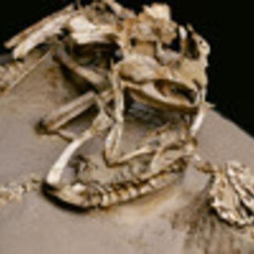 A small tangled fossil skeleton.