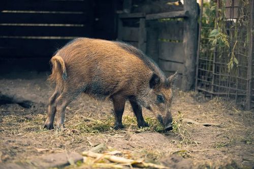 Wild Boar vs Domestic Pigs: The Most Important Differences Every Hunter Must Be Aware