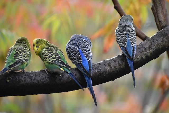 Budgerigar