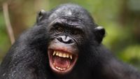 The Echo of Connection: What Shared Laughter Rhythms Reveal About Our Deepest Social Wiring
