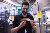 Neutron bone imaging brings T. rex to life - Phys.org