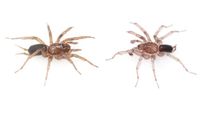 New Spider Species Discovered In Idaho, Named In Honor Of The University Of Idaho’s 'Vandals' - Eurasia Review