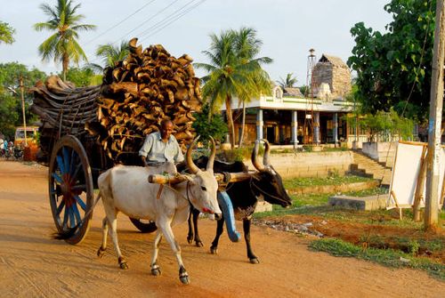 bullock cart carrying coconut tree's dried leaves, pudukkottai, tamil nadu, india - bullock cart india stock pictures, royalty-free photos & images