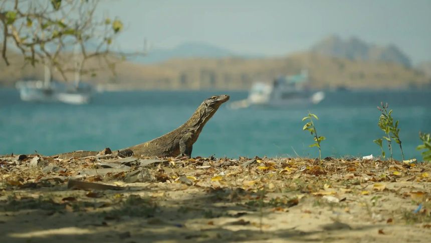 Komodo Island