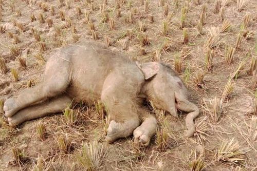 The carcass of the elephant calf lieson the field after it was brought outof the Subarnarekha river in Jhargram on Wednesday morning.