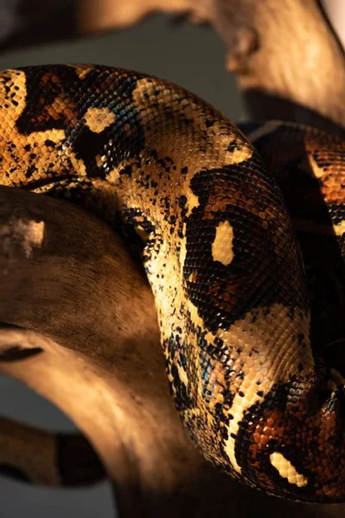 Selective focus of sunlight on python snakeskin and wooden log isolated on grey - Photo, Image