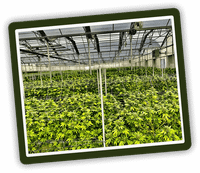 Industrial Hemp Farms - Premium CBD & Hemp Products Online