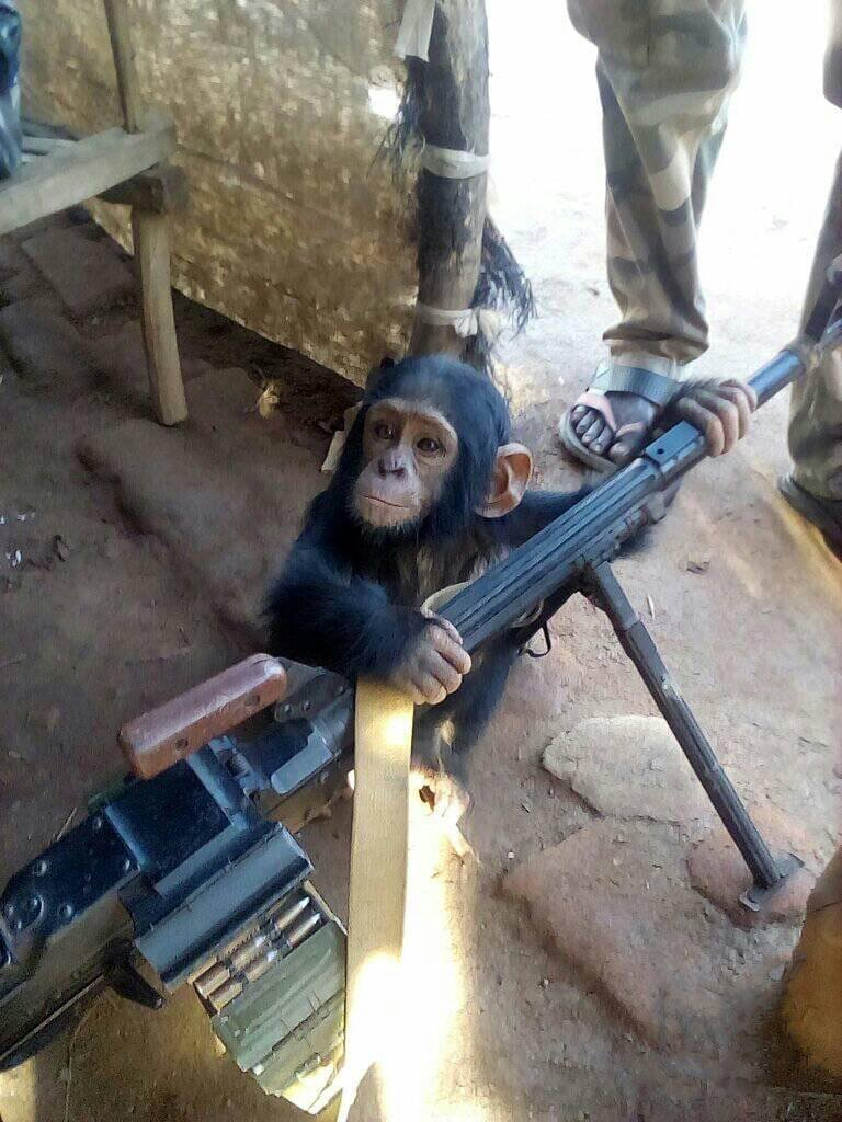 Monkey with machine gun in Central African Republic | MyConfinedSpace