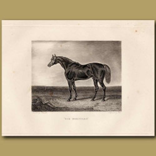 Sir Hercules Horse