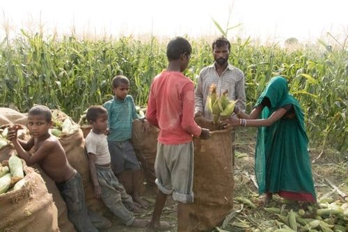 Revolución verde en India