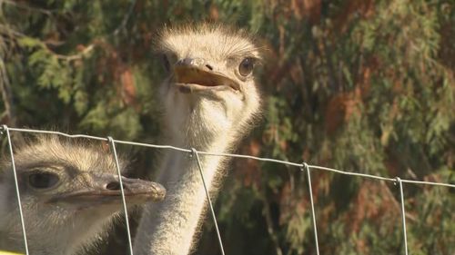 Click to play video: 'Businesses being threatened for rumoured ties to ostrich cull'