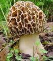 Morchella esculenta.jpg