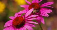 Spelling Bee Answers for February 15, 2024 - The New York Times