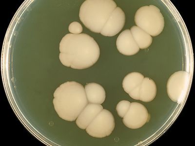 Candida albicans