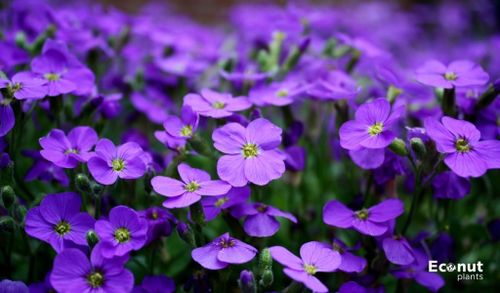 Purple Flowers