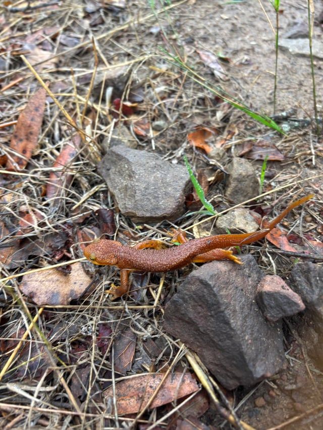 r/SantaBarbara - The poisonous California newt
