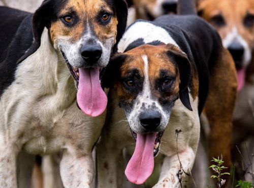 The foxhound dogs of the Lower Saxony Pack stand on a meadow in Schneeren, a town district of Neustadt am Ruebenberge, Germany, 25 October 2017. The...