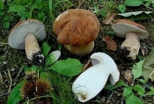 Boletus aestivalis - Porcino Estatino