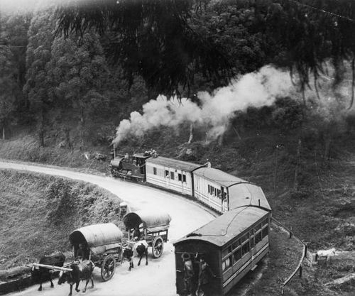 Train in India passing two bullock drawn carts on its way down the hill towards Darjeeling.