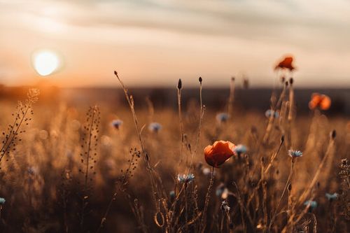 Beautiful nature background with red poppy flower poppy in the sunset in the field. Remembrance day, Veterans day, lest we forget concept.