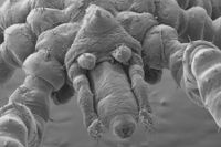 New hairy-legged, three-lipped, red-eyed spider species discovered - East Idaho News