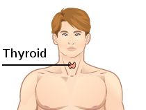 The thyroid gland is a butterfly-shaped gland located in the neck below the Adam's apple.