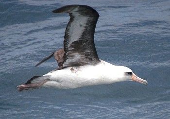 Información general sobre las Aves Marinas