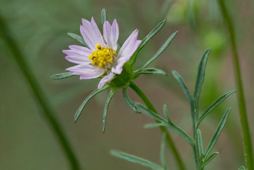 Cosmos parviflorus in Colorado
