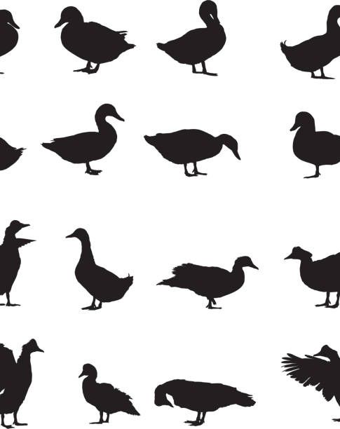 Geese Silhouette Illustration of goose silhouette canada goose stock illustrations