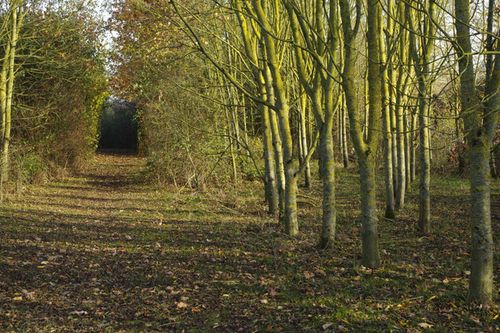 Eynsham Wood