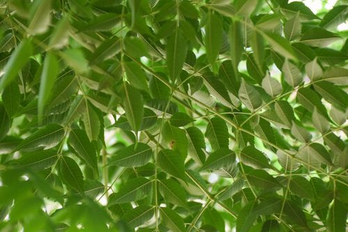 Neem Tree