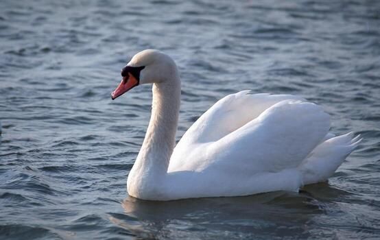 Mute+Swan