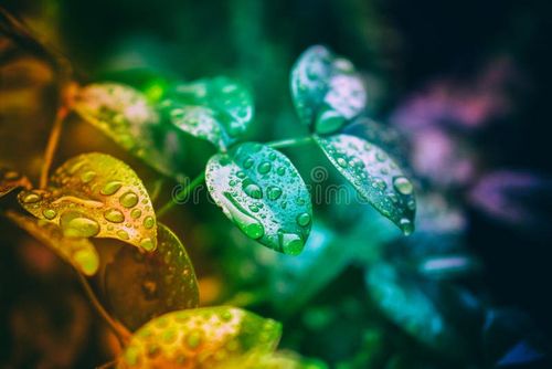 Raindrops on leaves, colorful nature scene. Spring and Autumn. Nature stock images, royalty-free photos and pictures