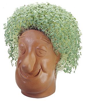 Chia Head - best holiday gift so far Growth Medium, Broccoli Sprouts, Wild Turkey, Christmas Past, Novelty Gifts, Marion, Thinking Of You