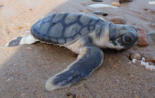 FlatBack Turtle