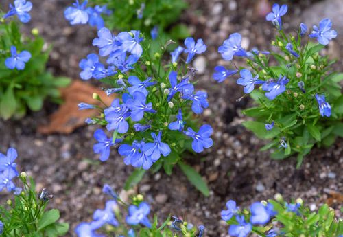 Lobelia plant with small purple-blue flowers near rocky soil