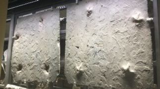 You can see one of the most extraordinary collections of dinosaur tracks in the world at the Beneski Museum, including the very first ever studied by a scientist!