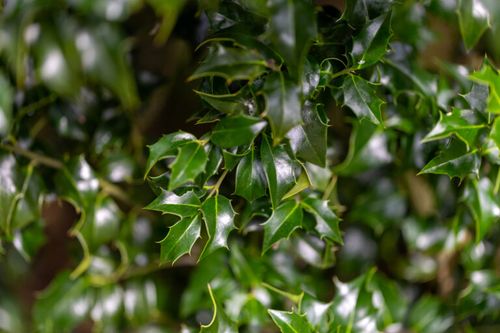 Holly Leaves